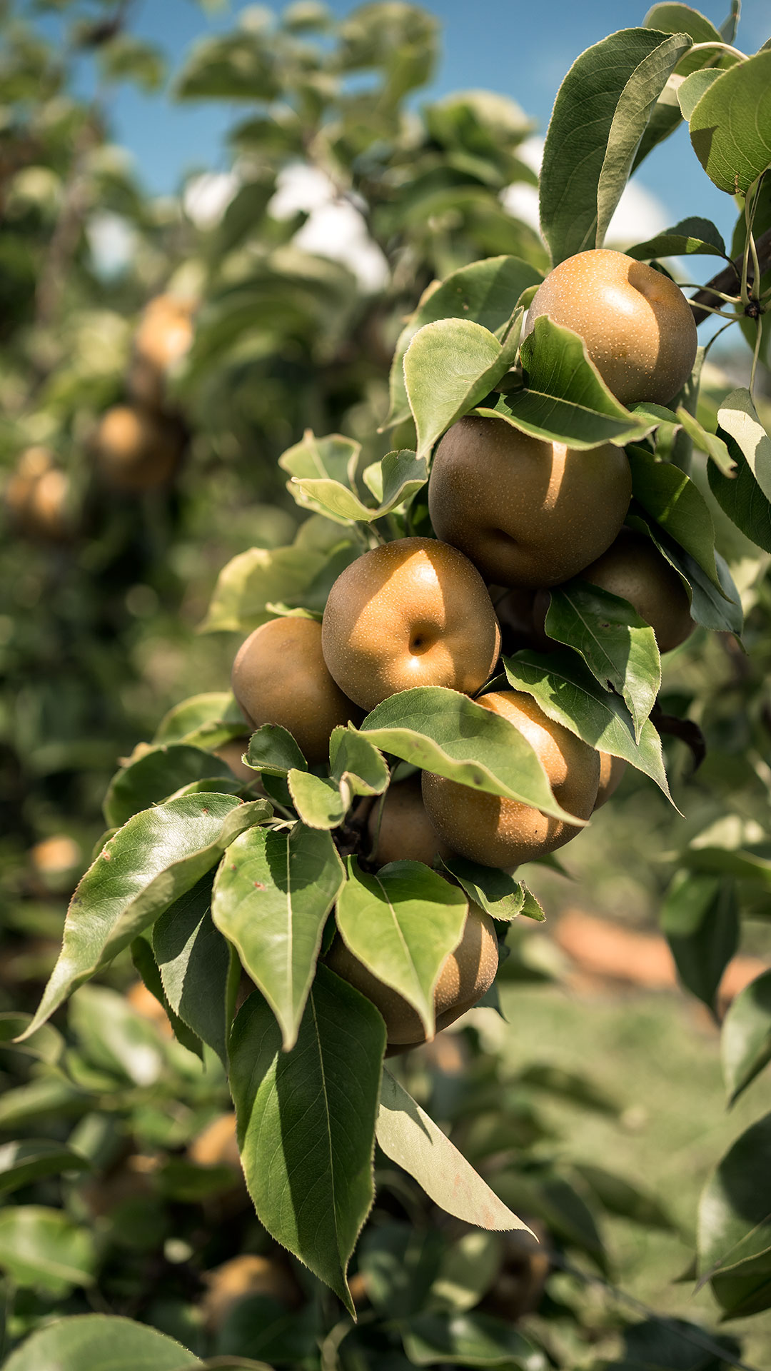 Apples