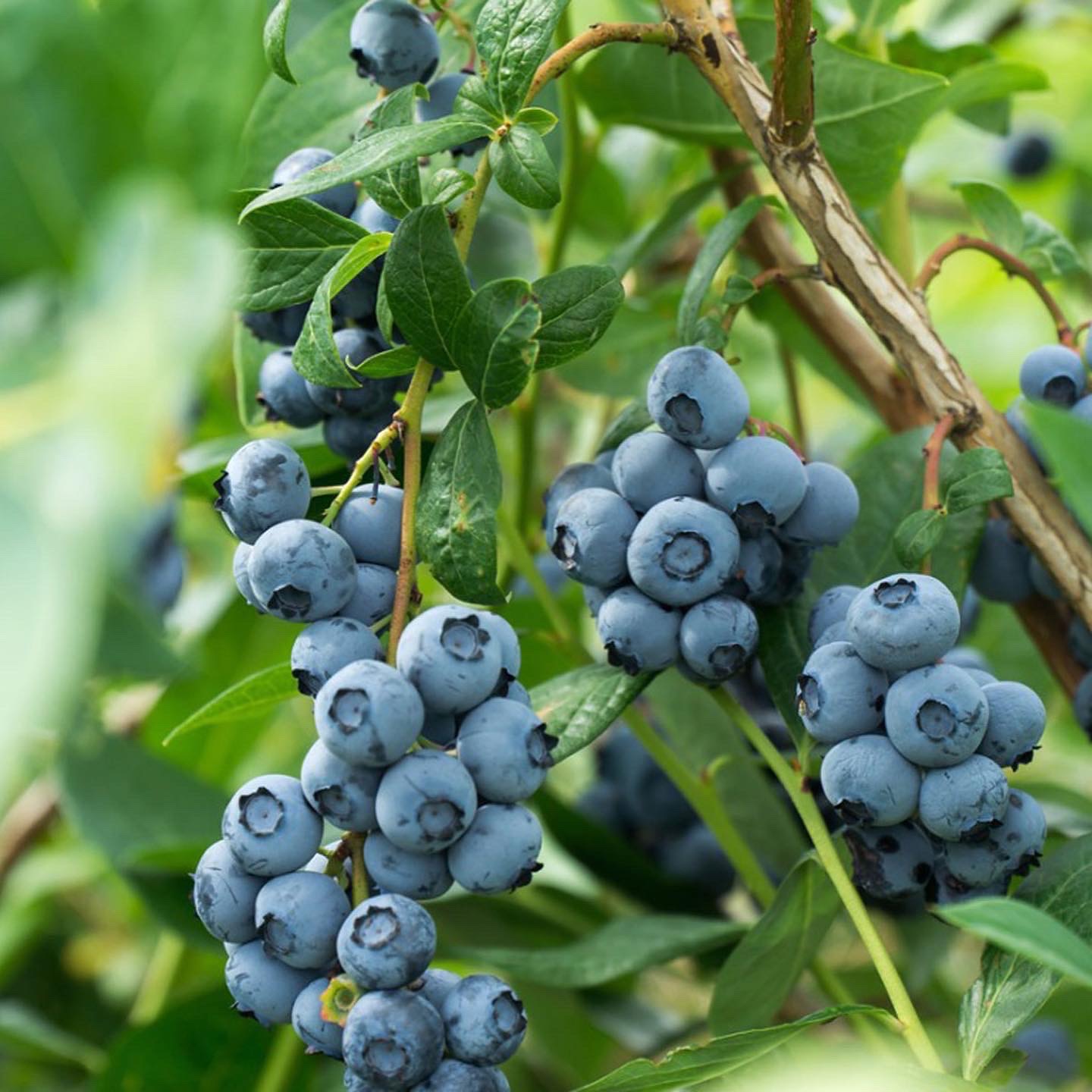 BlueBerries
