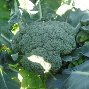 Broccoli
