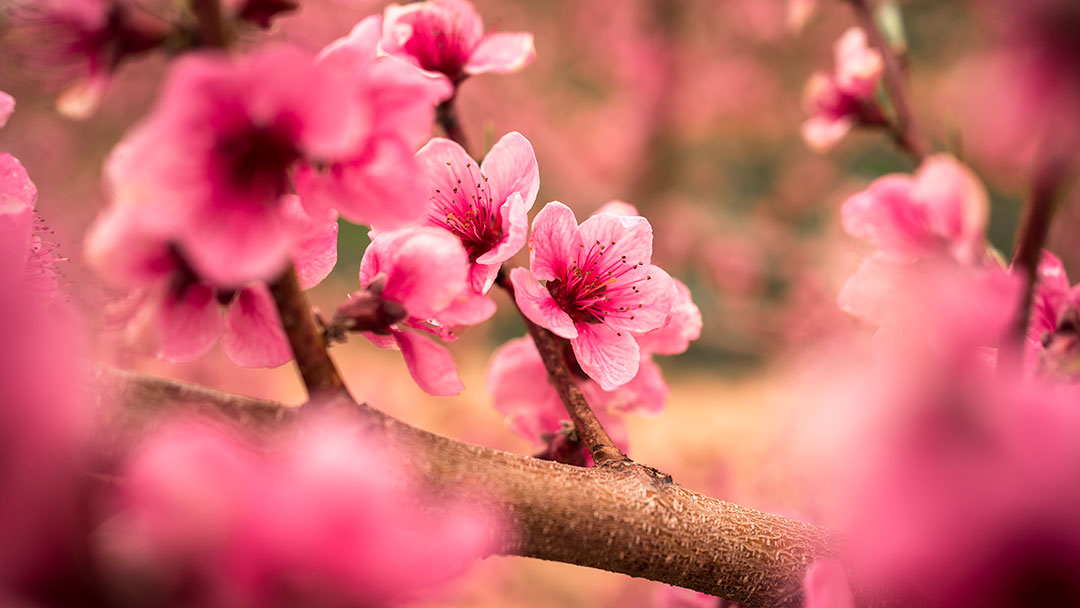 Peach blossoms