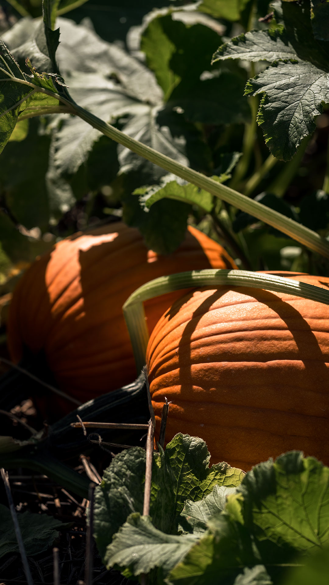 Fall Festival Weekend
