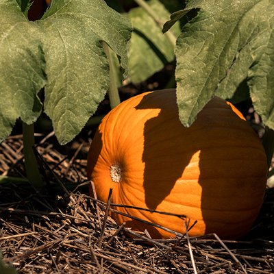 Fall Festival Weekday