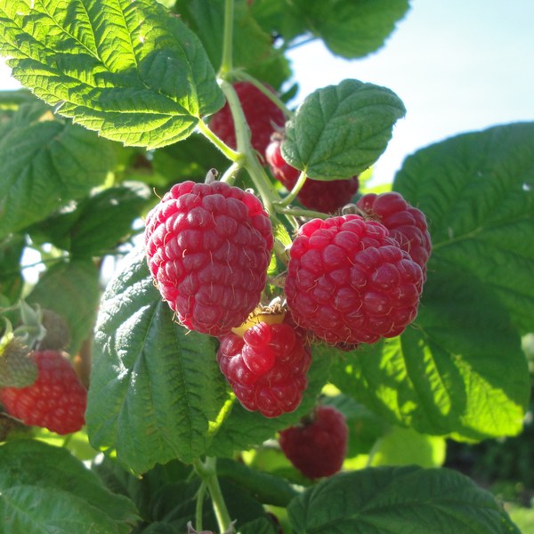 Raspberries