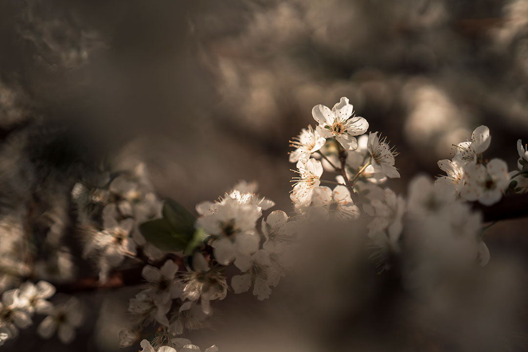 Peach blossoms
