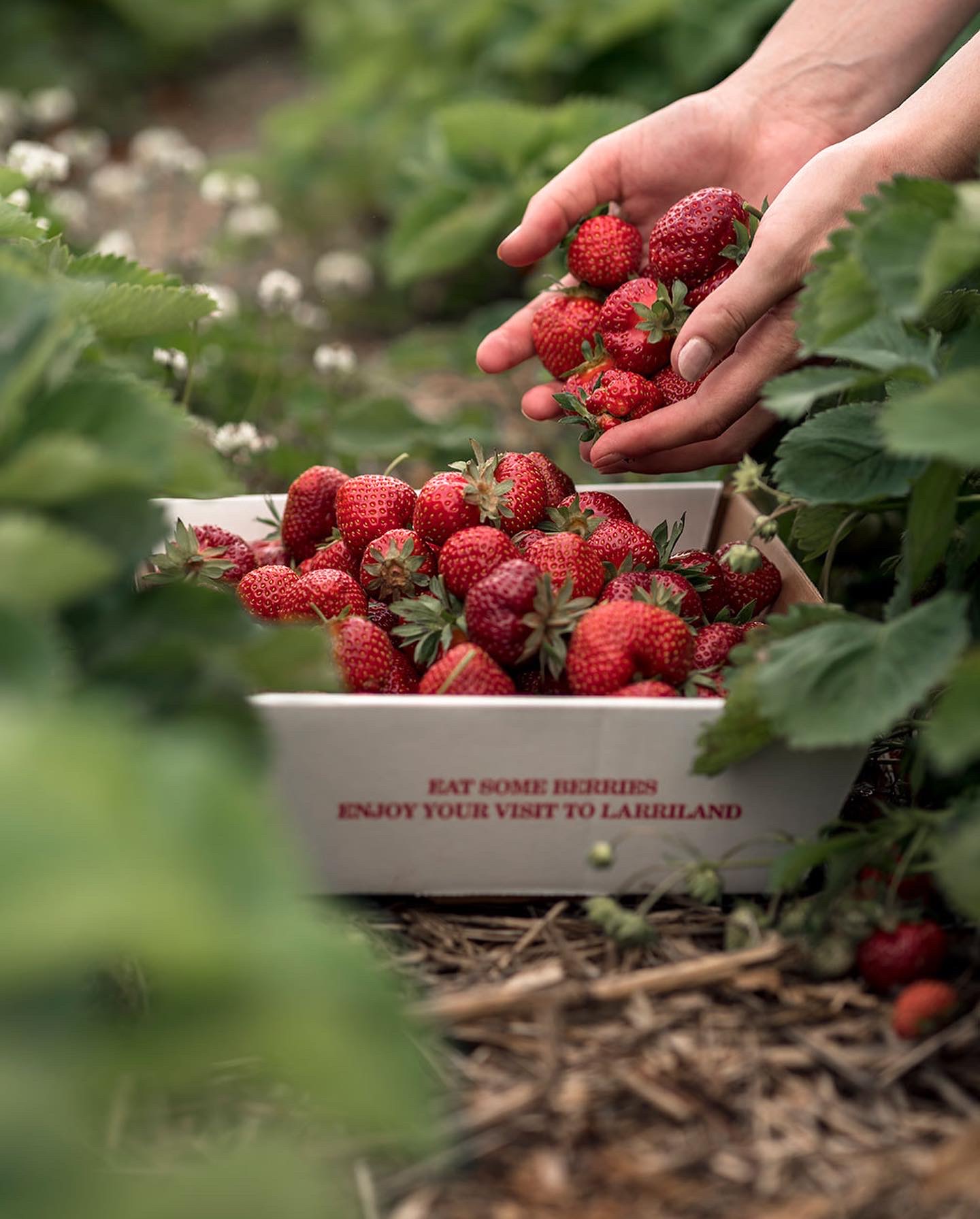 Strawberries